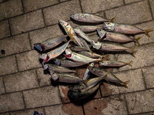 サバの釣果