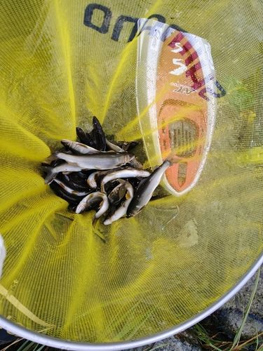 アユの釣果