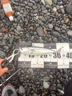 カツオの釣果