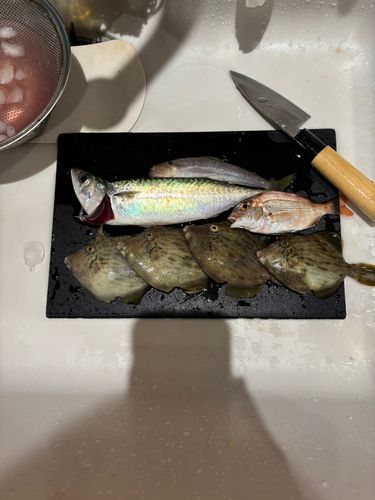 カワハギの釣果