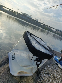 マハゼの釣果