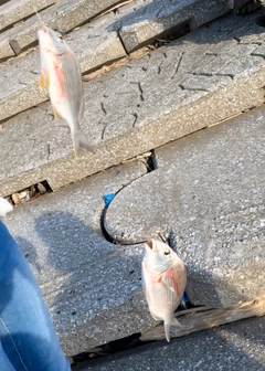 ヘダイの釣果