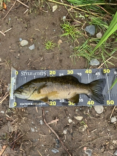 スモールマウスバスの釣果