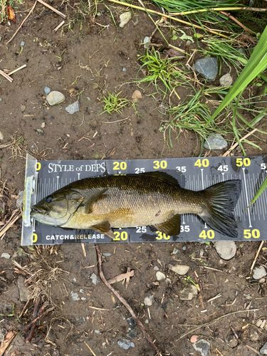 スモールマウスバスの釣果