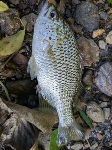 オオクチユゴイの釣果