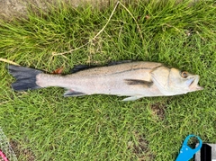 マルスズキの釣果