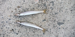 アカカマスの釣果