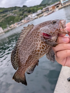 オオモンハタの釣果