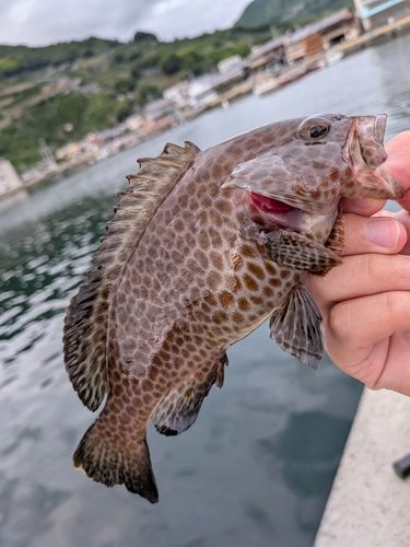 オオモンハタの釣果