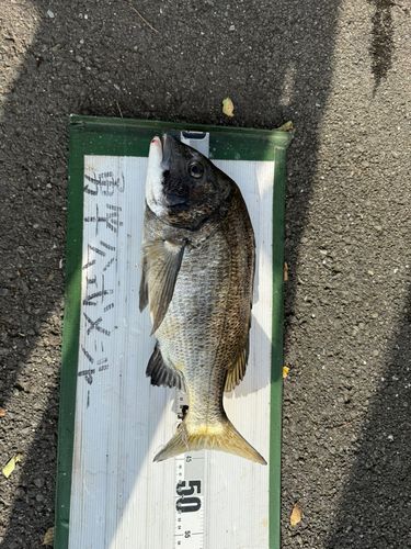 釣果