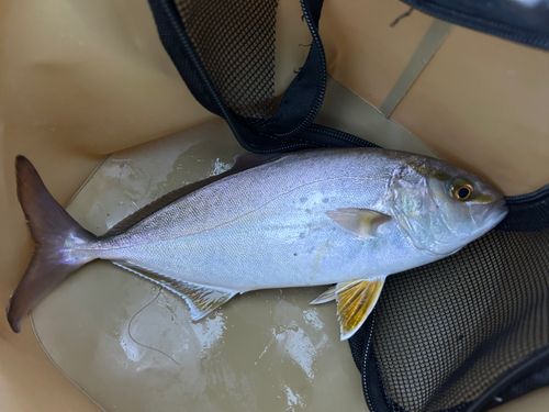 ショゴの釣果