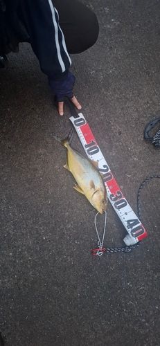 ショゴの釣果