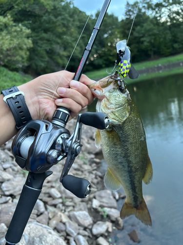 ラージマウスバスの釣果
