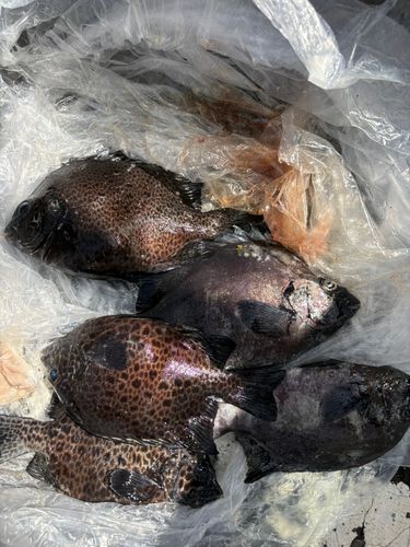 イシダイの釣果
