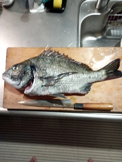 クロダイの釣果
