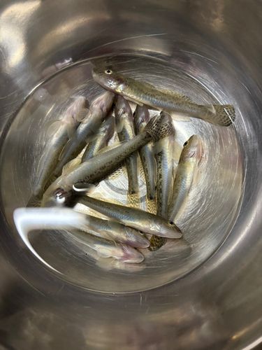 ハゼの釣果