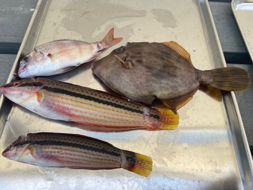 カワハギの釣果