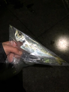 マアジの釣果