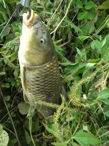 コイの釣果