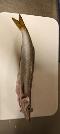 カマスの釣果
