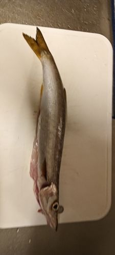 カマスの釣果