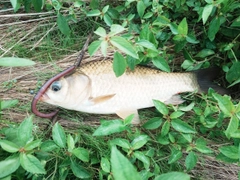 マブナの釣果