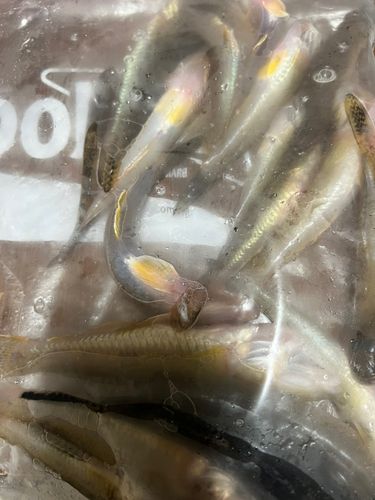 ハゼの釣果