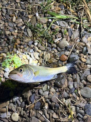 セイゴ（ヒラスズキ）の釣果