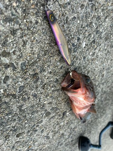 アコウの釣果