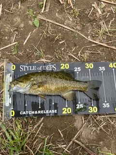 スモールマウスバスの釣果