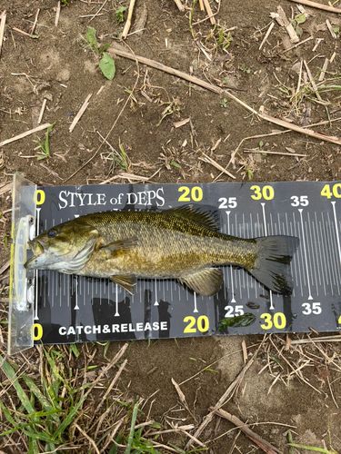 スモールマウスバスの釣果