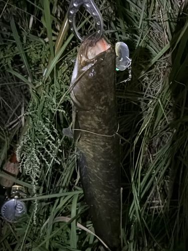 ナマズの釣果