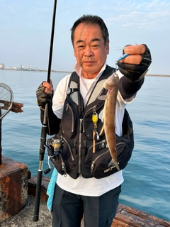 エソの釣果