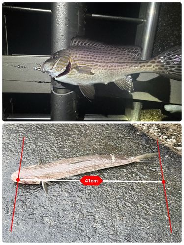 コショウダイの釣果