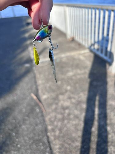 カタクチイワシの釣果