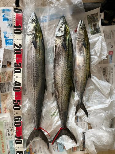 サワラの釣果
