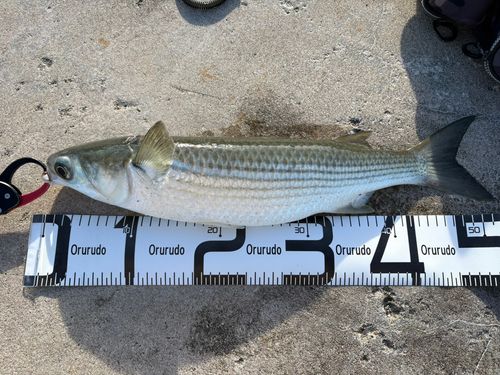 ボラの釣果
