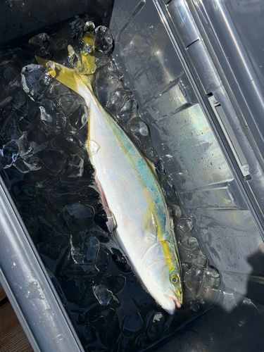 イナダの釣果