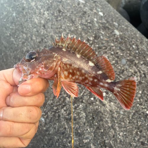 カサゴの釣果