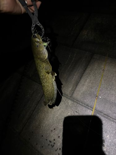 ナマズの釣果