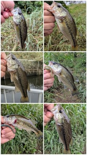 ブラックバスの釣果
