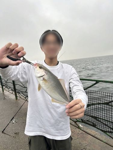 ショゴの釣果