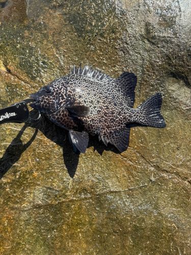 イシガキダイの釣果