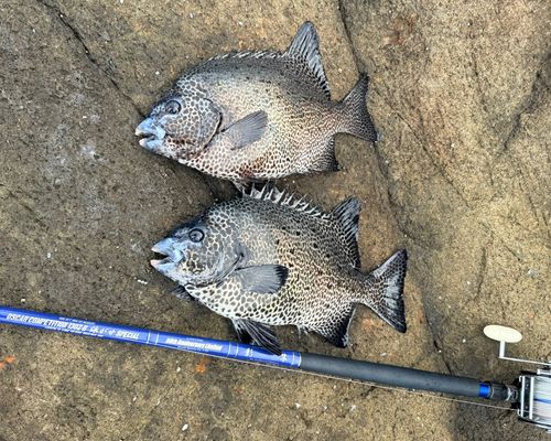 イシガキダイの釣果