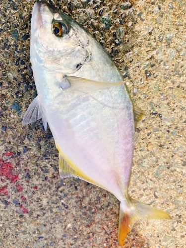 シマアジの釣果