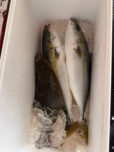 ワラサの釣果