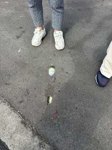フグの釣果