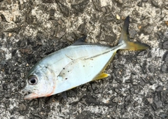 ギンガメアジの釣果
