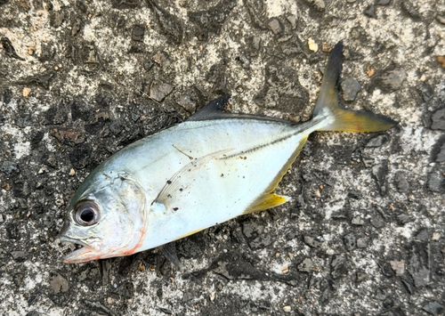 ギンガメアジの釣果