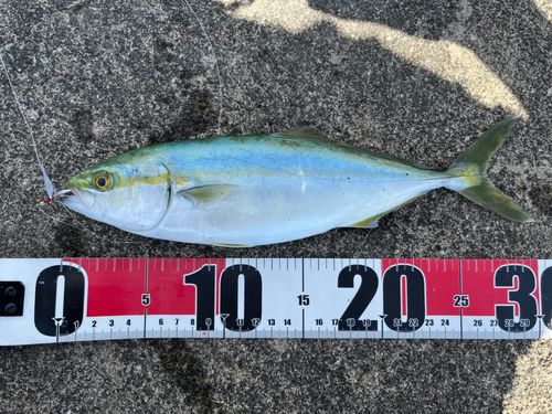 ワカシの釣果